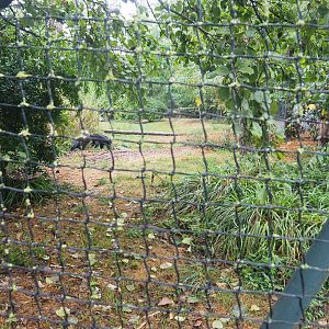 Mixed raptor and vulture aviary, 2022-09-14