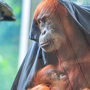 Sekali & Wali the Sumatran Orangutan mom and son
