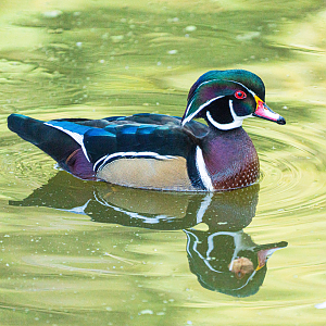 Male Wood Duck