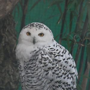 Snowy Owl (Zoo Lourosa)