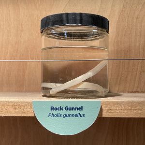 Rock Gunnel