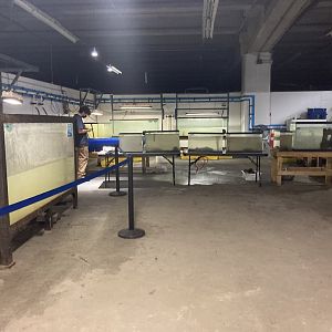 Empty tanks (fish are being released)