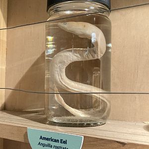American Eel