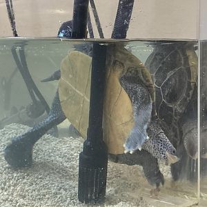 Turtle trapped between filter and tank wall