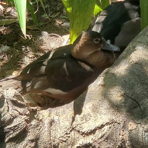 Duck ID - Zoo Miami (Amazon & Beyond 2022)
