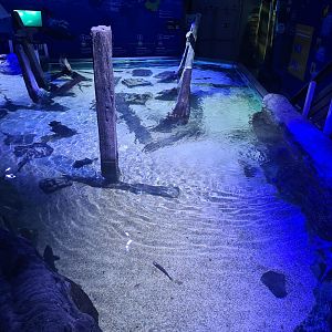 Fifth room - North Sea tank (Top view)