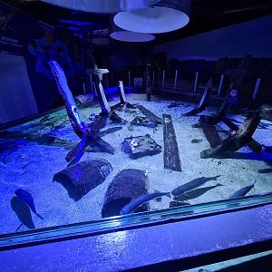 Fifth room - North Sea tank (Top view)