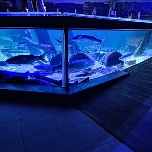 Fifth room - North Sea tank (Side view)