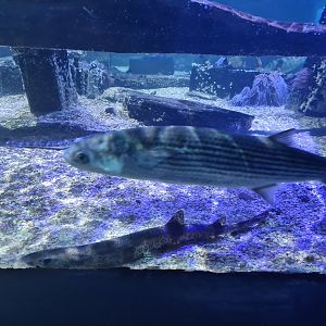 Fifth room - Thicklip grey mullet, Nursehound