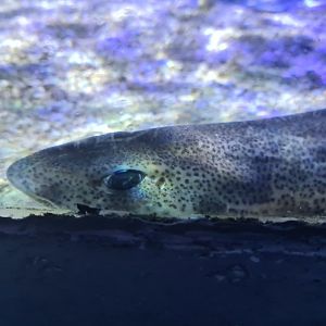 Fifth room - Nursehound