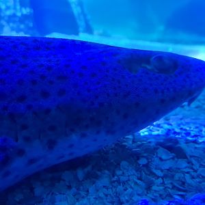 Fifth room - Nursehound