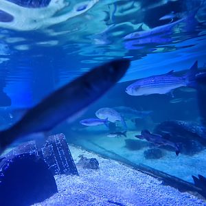 Fifth room - Thicklip grey mullet, Nursehound