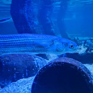 Fifth room - Thicklip grey mullet