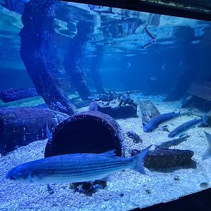 Fifth room - Thicklip grey mullets