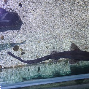 Fifth room - Small-spotted catshark