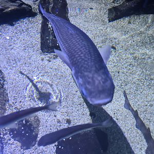 Fifth room - Thicklip grey mullet