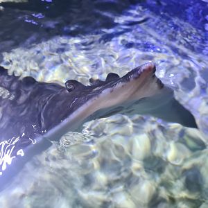 Fifth room - Peeking skate