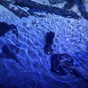 Fifth room - Small-eyed skate, Spotted skate, Thicklip grey mullet, Nursehound