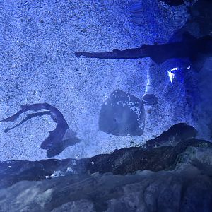 Fifth room - Small-spotted catshark, Turbot, Nursehound