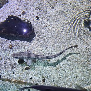 Fifth room - Small-spotted catshark