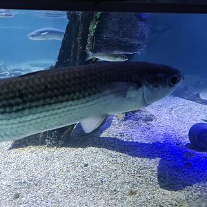 Fifth room - Thicklip grey mullet