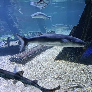 Fifth room - Thicklip grey mullet, Small-spotted catshark