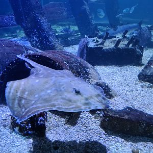 Fifth room - Small-eyed skate