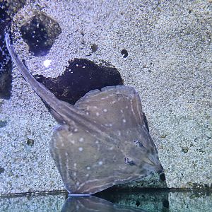 Fifth room - Small-eyed skate