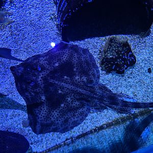 Fifth room - Spotted skate, Nursehound