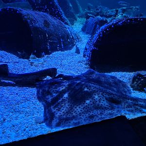 Fifth room - Spotted skate