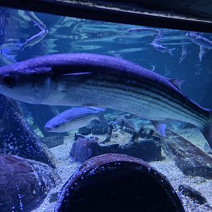 Fifth room - Thicklip grey mullets