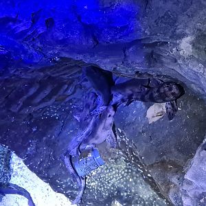 Fifth room - Shark corner