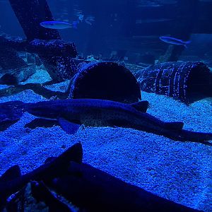 Fifth room - Nursehound