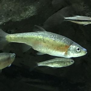 Streamside: Rosyside Dace