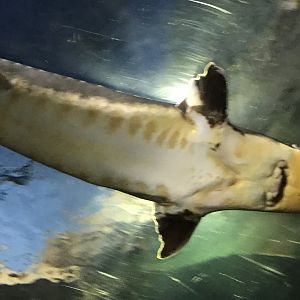 Streamside: Shortnose Sturgeon
