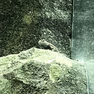 Streamside: Eastern Fence Lizard