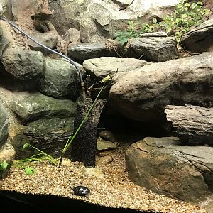 Streamside: Refilling the Spotted Turtle Habitat