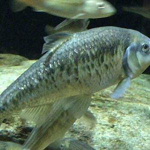 Streamside: Bluehead Chub