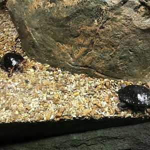 Streamside: Spotted Turtles
