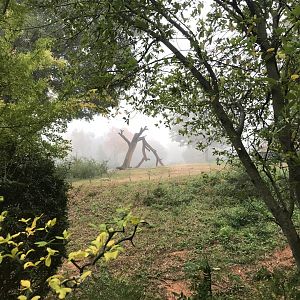 North Elephant Habitat seen from Shani Loop