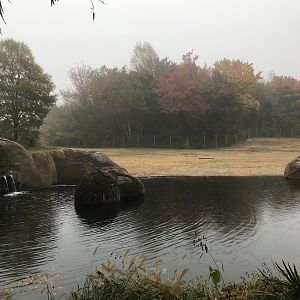 South Elephant Habitat in the Fog