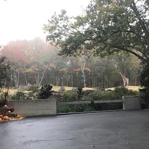 Forest Edge in the Fog