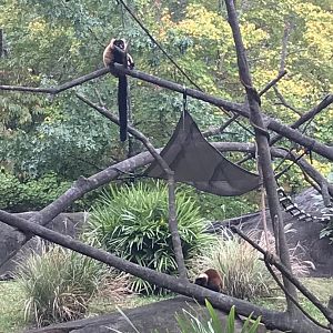 Red Ruffed Lemurs