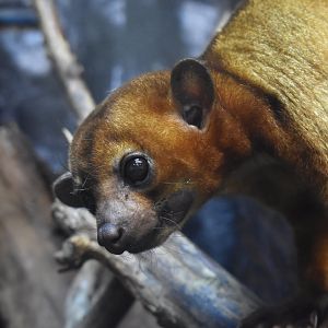kinkajou（Potos flavus）