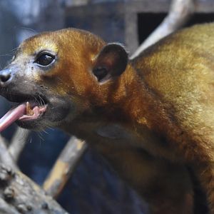 kinkajou（Potos flavus）