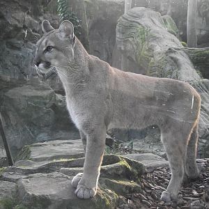 Puma cub - Zooparc de Beauval - 03/2022