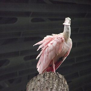 Roseate Spoonbill - Zooparc de Beauval - 11/2021