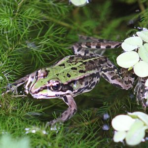 Grass frog