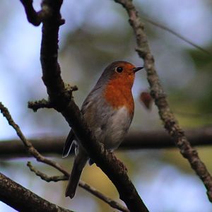 European robin