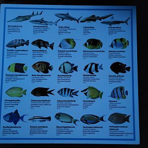 Fish-signs of the Shark-basin at the Ocean